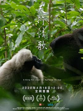 天行情歌中配版海报